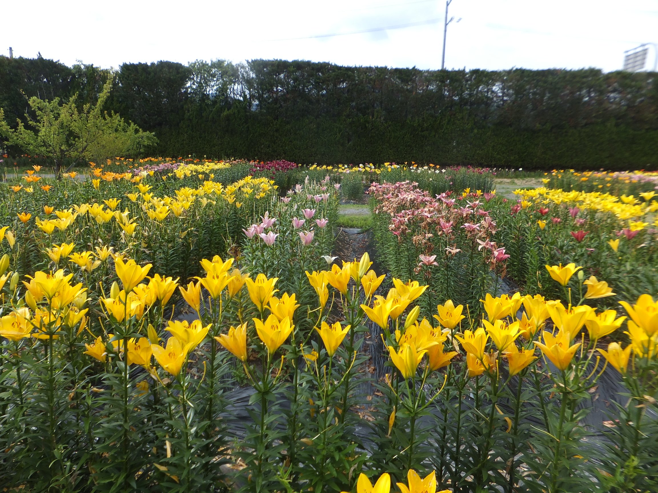 🌸 타마미즈 백합·수국원(타마미즈 유리 아지사이엔) 이미지 6
